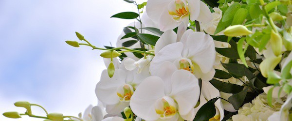 cropped-cropped-white-phalenopsis-orchids-gazebo.jpg